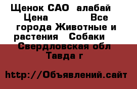 Щенок САО (алабай) › Цена ­ 10 000 - Все города Животные и растения » Собаки   . Свердловская обл.,Тавда г.